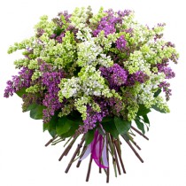 Lush bouquet of 25 branches of lilac